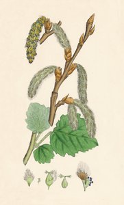 Populus canescens. Grå poppel, 1800-tallet av Unbekannt