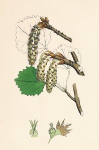 Folket skalv. Aspen, 1800-tallet av Unbekannt