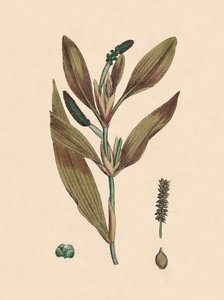 Potamogeton rufescens. Rødlig tjern, 1800-tallet av Unbekannt