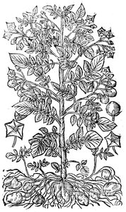 Potet, 1640 av Unbekannt