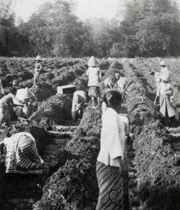 Klargjøring av vanningskanaler på en sukkerplantasje, Java, Nederlandsk Øst-India, 1927 av Unbekannt