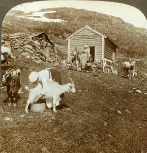 Pene norske jenter som passer kyr og geiter på Haukeli-fjellene, Norge, ca 1905. av Unbekannt