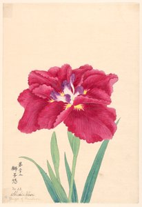 P Hayashi t, Yasushi r f Teon (løve-sinne), av. tjueto av Unbekannt