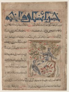 Kvaliteter til Ringdoves recto, On the Benefits of Quails verso..., ca. 1300. av Unbekannt
