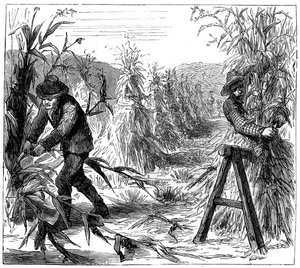 Høsting og oppsuging av mais til tørk, Lake Drie, Canada, 1880 av Unbekannt