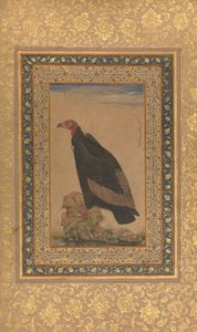Red-Headed Vulture, Folio fra Shah Jahan Album, recto og verso: tidlig på 1800-tallet. av Unbekannt