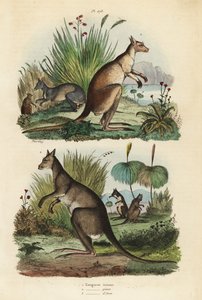 Rød kenguru, Macropus rufus 1, østlig grå kenguru, Macropus giganteus 2 og mørk wallaby, Thylogale brunii 3 av Unbekannt