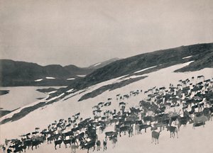 Reinsdyr på fjellet, 1914. av Unbekannt
