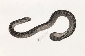 Reptiler: A Snake from Delta Book: 