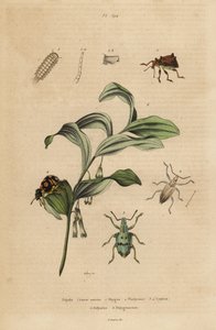 Rhigus, Platyoma og Cyphus snutebiller, bustete tusenbein, Polyxenus pilsner og kong Salomos sel, Polygonatum odoratum av Unbekannt