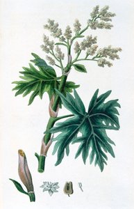 Rabarbra, 1823 av Unbekannt