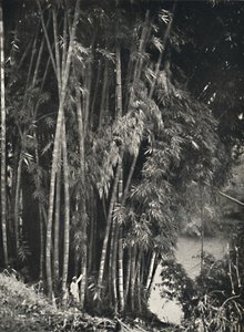 Riesenbambus Dendrocalamus giganteus i Peradeniya bei Kandy, 1926 av Unbekannt