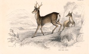 Rådyr Capreolus capreolus, eurasisk hjorteart, 1828 av Unbekannt