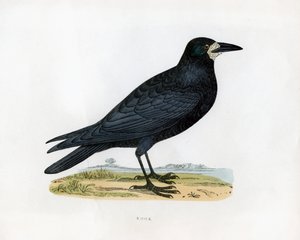 Rook, c1800-tallet av Unbekannt