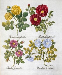 Roser, 1613 av Unbekannt