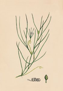 Ruppia spiralis. Greater Ruppia, 1800-tallet av Unbekannt