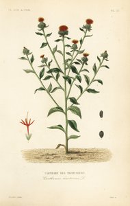 Safflor, Carthamus tinctorius, Carthame des teinturiers av Unbekannt