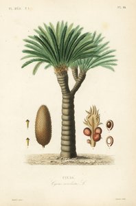 Sagopalme, konge sago, sago cycad eller japansk sagopalme, Cycas revoluta, Cycas av Unbekannt
