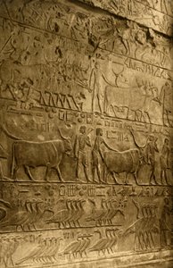 Saqqara - Ptahoteps grav - Veggdekorasjon, c1918-c1939. av Unbekannt