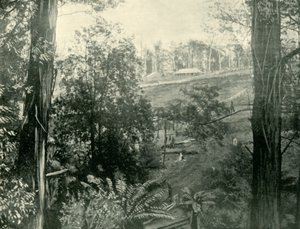 Scene ved Upper Gembrook, Victoria, 1901. av Unbekannt