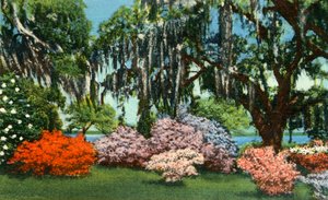 Scene i Belle Isle Gardens, nær Georgetown, S.C., 1942. av Unbekannt