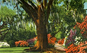 Scene i Magnolia Gardens, nær Charleston, SC, 1942. av Unbekannt