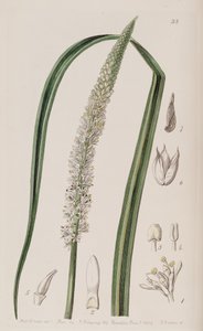 Sko ocaulon officinale av Unbekannt