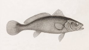 Science Corb, nærbilde av Unbekannt