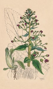 Scrophularia Ehrharti. Ehrharts Water-Betony, 1800-tallet av Unbekannt