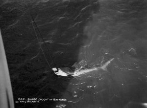 Hai fanget av cruiseskipet Atlantis, utenfor Bathurst, Gambia, 1900-tallet av Unbekannt