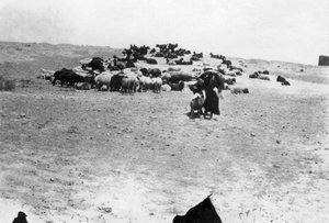 Sauer på beite utenfor Samarra, Mesopotamia, 1918 av Unbekannt