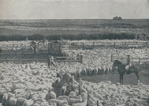 Sauefold i Australia, 1910 av Unbekannt