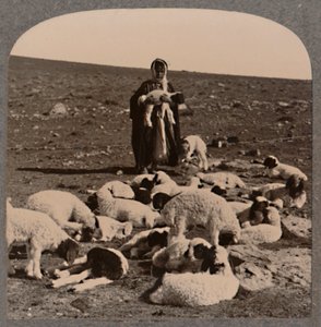 Hyrde og flokk, c1900 av Unbekannt