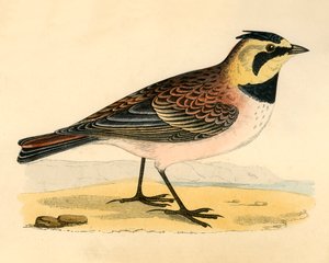 Shore Lark, sent på 1800-tallet. av Unbekannt