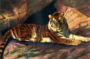 Sibirsk tiger, c1928. av Unbekannt
