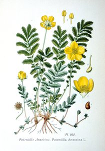 Silverweed, 1893 av Unbekannt