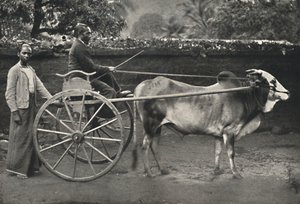 Singhalesisches Zebufuhrwerk, 1926 av Unbekannt