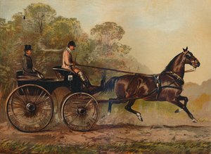 Enkeltsele Phaeton Horse Columbine. Eiendom til Charles Baynes Esq., 1872, c1879 av Unbekannt