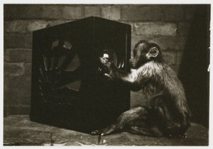 Liten ape som leker med skivene på en radio, tatt av en ukjent fotograf i ca 1935 av Unbekannt