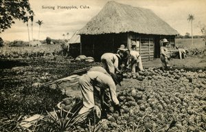 Sortering av ananas, Cuba, slutten av 1800-begynnelsen av 1900-tallet. av Unbekannt