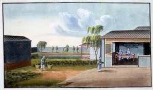 Sortering av te, 1800-tallet av Unbekannt