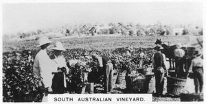 Sør-australsk vingård, 1928 av Unbekannt