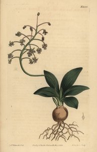 Sør-indisk skjær, Ledebouria revoluta (mindre plain-leaved drimia, Drimia lanceaefolia) av Unbekannt