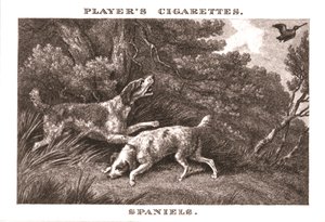 Spaniels, 1924. av Unbekannt