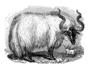 Spansk sau, 1848 av Unbekannt