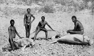 Speared Manatee, Nordvest-Australia, 1922 av Unbekannt