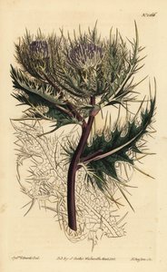 Spiniest tistel, Cirsium spinosissimum (fjæraktig hode cnicus, Cnicus spinosissimus) av Unbekannt