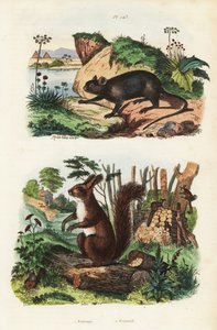 Spiny tree rotte, Echimys chrysurus 1, og eurasisk rødt ekorn, Sciurus vulgaris av Unbekannt