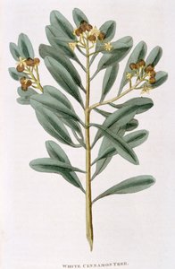 Kvist hvit kanel Canella alba, 1823 av Unbekannt