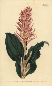 Stenorrhynchos speciosum orkidé (rødblomstret neottia, Neottia speciosa) av Unbekannt